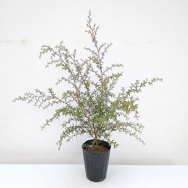 花木 庭木の苗/ティーツリー：マヌカ（白〜薄桃一重花）4号ポット...