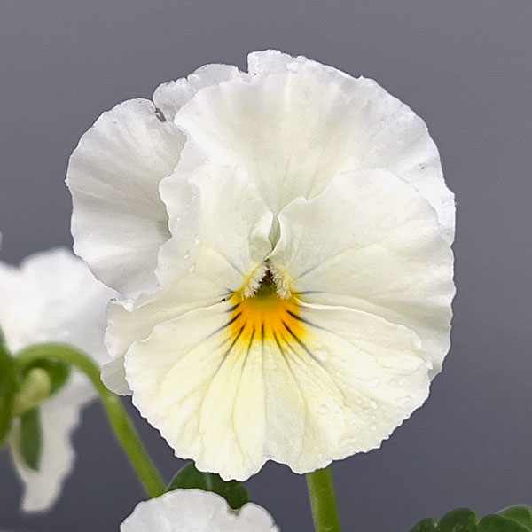 草花の苗/MSKガーデン小輪フリンジビオラ：アールヌーボーホワイト3号ポット 6株セット