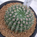 観葉植物/サボテン:パロジア(ノトカクタス)・ブイニンギー 3号鉢植え