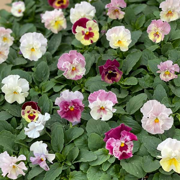 草花の苗/パンジー（フリル咲き）：シエルブリエ（ピンク系ミックス）3-3.5号ポット 12株セットのサムネイル