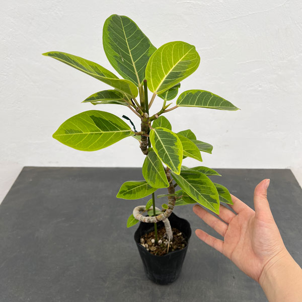 観葉植物/フィカス：アルテシマ バリエガータ（曲げ仕立て） 4号ポット