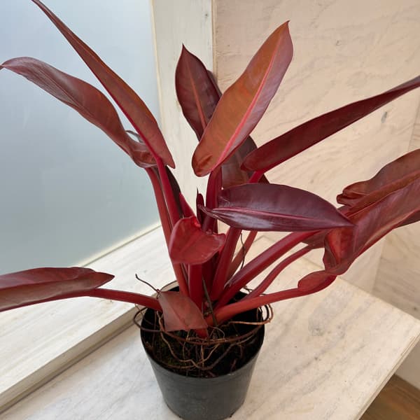 観葉植物/フィロデンドロン：サンレッド 5号鉢植え