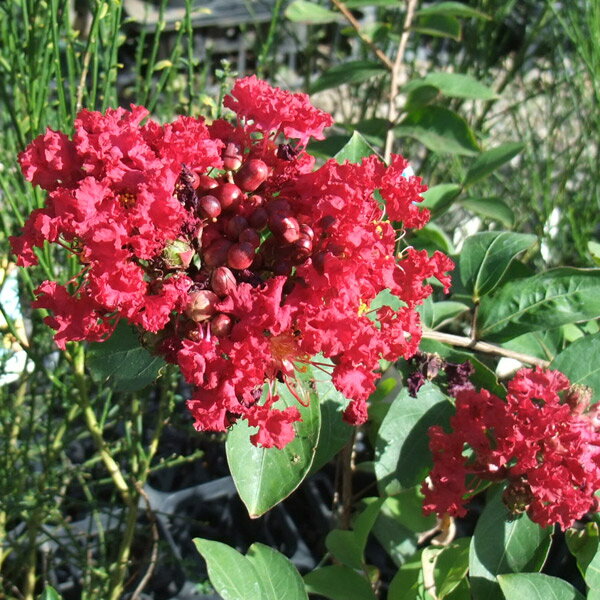 花木庭木の苗/サルスベリ：ペチート...