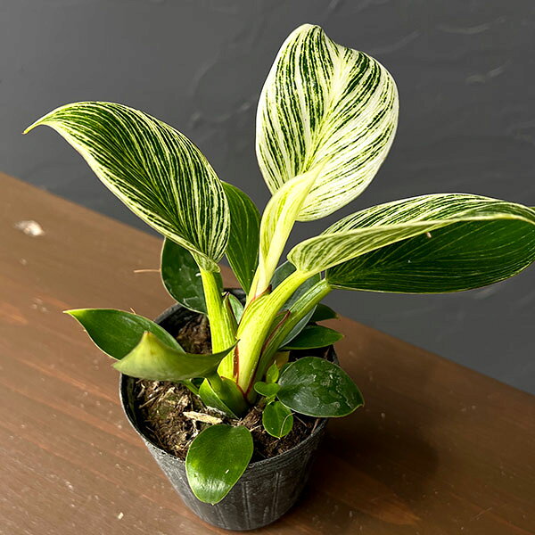 楽天市場】フィロデンドロン バーキン（花・観葉植物｜花・ガーデン