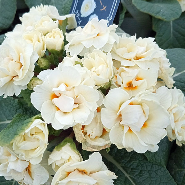 草花の苗/（わけあり特価）プリムラ：ベラリーナ クリーム4号ポット