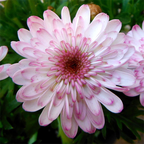 草花の苗/マーガレット：白モモコ3.5号ポット