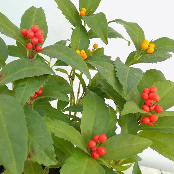 花木 庭木の苗/千両（センリョウ）：2色植え（赤実と黄実）5号ポット[実付き]