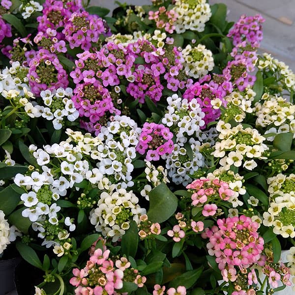 草花の苗/アリッサム（スイートアリッサム）：アルール花色ミックス植え3.5号ポット 3株セットのサムネイル