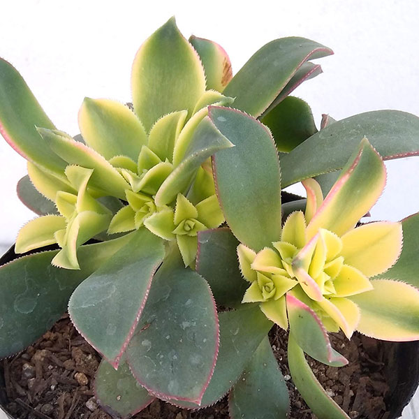 観葉植物/アエオニウム：キウイ3....