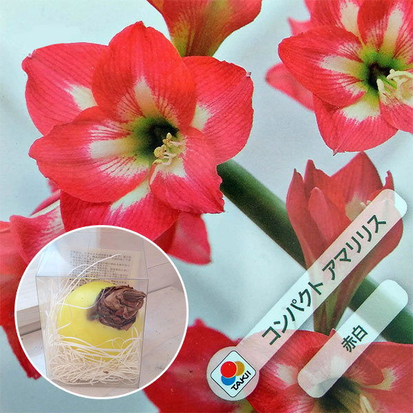 球根/アマリリス：メイクアップアマリリス・赤白