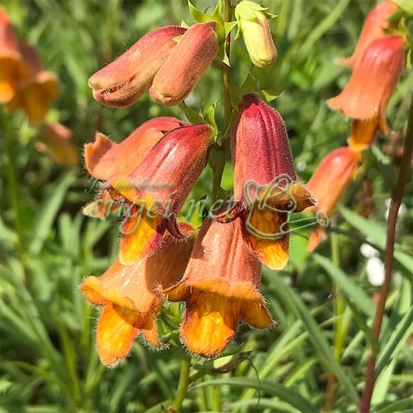 草花の苗/ジギタリス：オブスクラ サンセット3号ポット