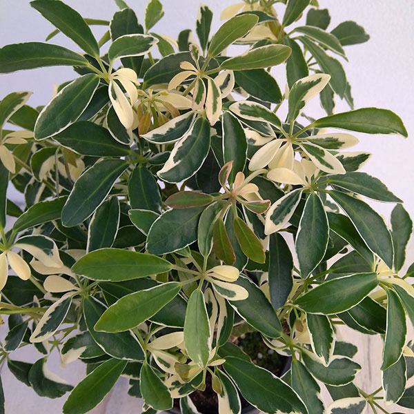 Rakuten - 観葉植物/シェフレラ：ムーンドロップ 3.5号