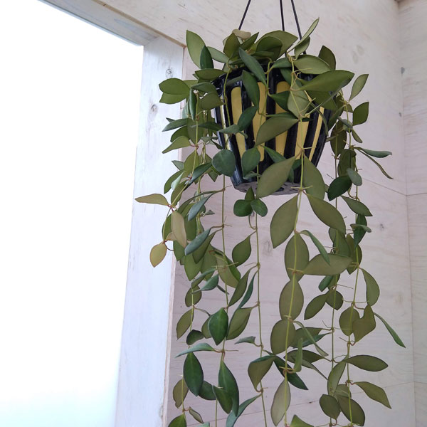 観葉植物/ホヤ：ザンバレス　5号吊り鉢のサムネイル