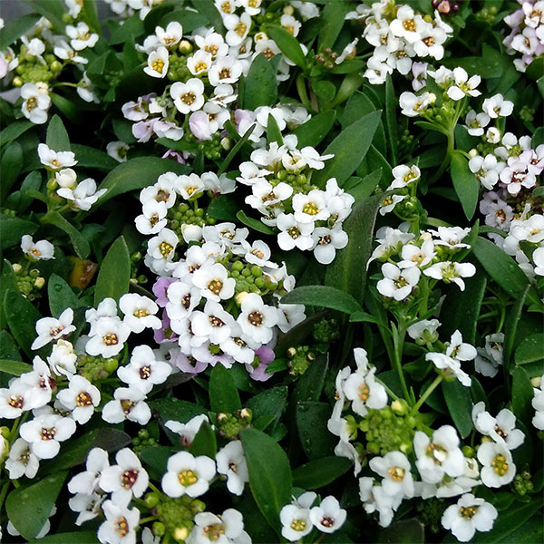 草花の苗/アリッサム：アルールホワ...