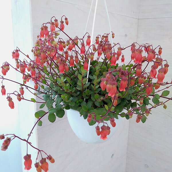 カランコエ・シャンデリア・オレンジレッド6号鉢植え