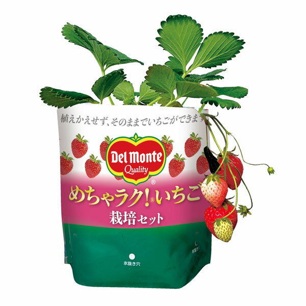 野菜の苗/めちゃラク！(R)いちご栽培セットのサムネイル