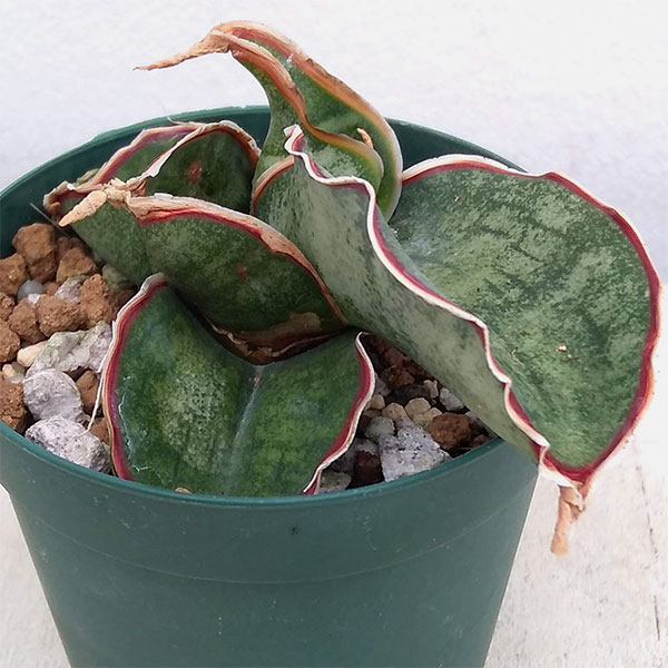 観葉植物/サンセベリア：ドラゴンウ...