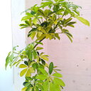 観葉植物/シェフレラ ハッピーイエロー 5号