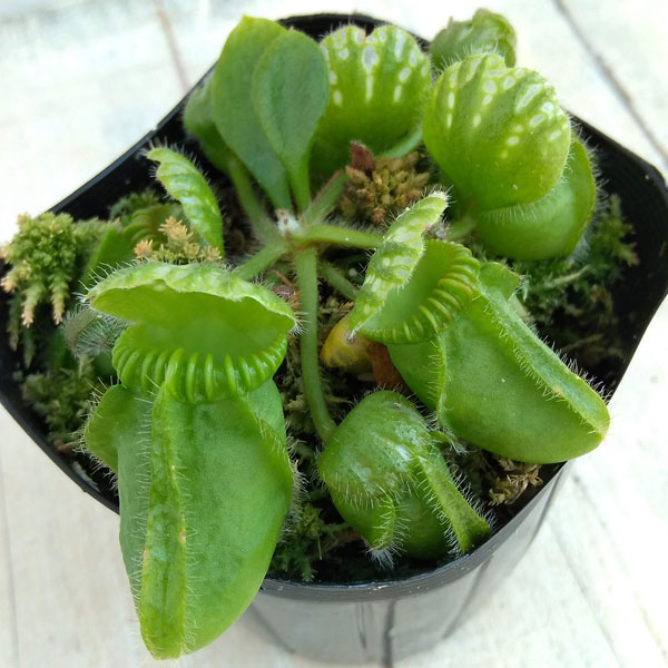観葉植物/食虫植物：セファロタス　3号のサムネイル
