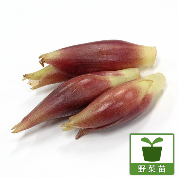 野菜の苗/[送料無料]ミョウガ3号ポット* 24株セット