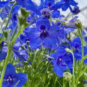 草花の苗/デルフィニウム：ハンキードリー ブルー3-3.5号ポット