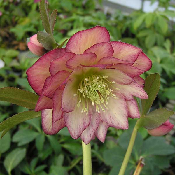 クリスマスローズ：*