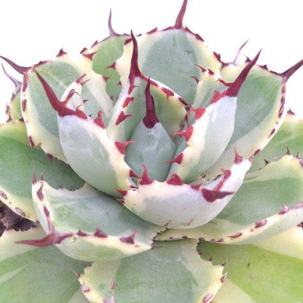 観葉植物/アガベ：吉祥冠錦（きっしょうかんにしき）3.5号のサムネイル