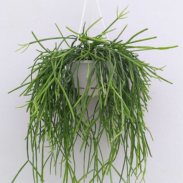 観葉植物/リプサリス：キルベルギー5号吊鉢のサムネイル