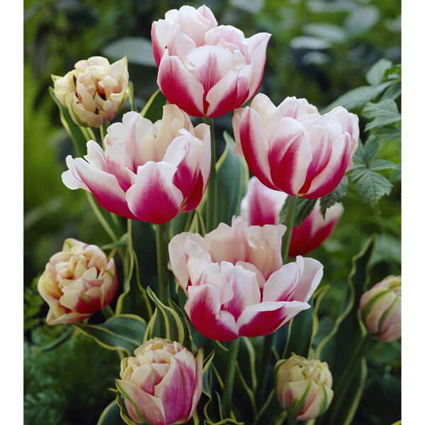 チューリップ：トップリップス5号鉢植えのサムネイル