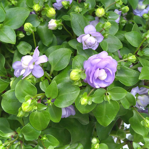 エキザカム：ブルーロココ 5号鉢植えのサムネイル