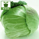 野菜の苗/ミニキャベツ:リトルスィート3号ポット 2株セットy