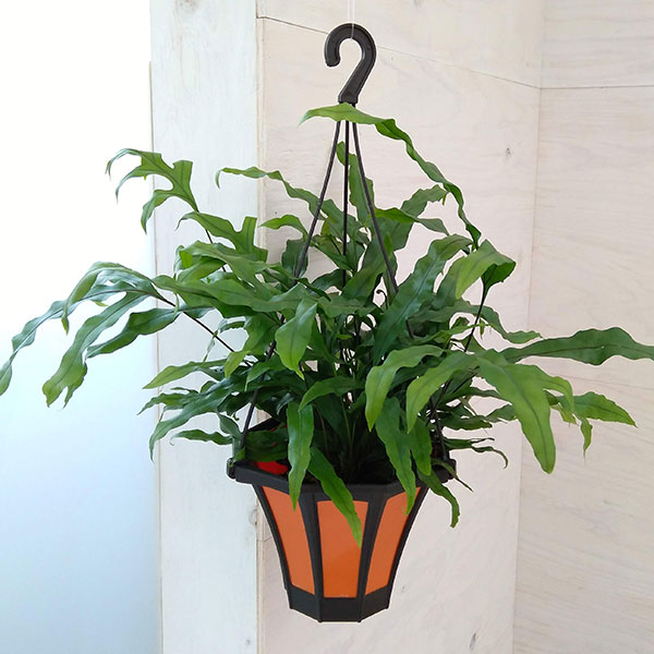 観葉植物/カンガルーファン（ミクロソリウム・ディベルシフォリウム）5号吊鉢植え