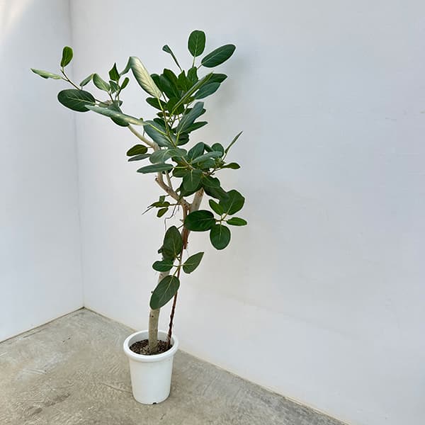 観葉植物/[送料無料]（わけあり特価）フィカス：ベンガレンシス（朴） 8号鉢植え