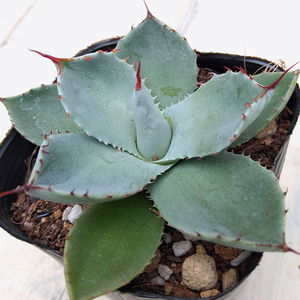 観葉植物/アガベ：パリートルンカータ　2.5号ポットのサムネイル