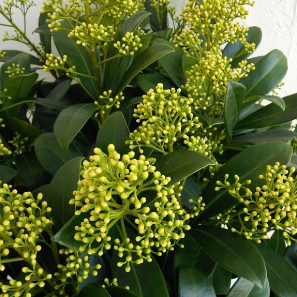 スキミア苗の商品画像