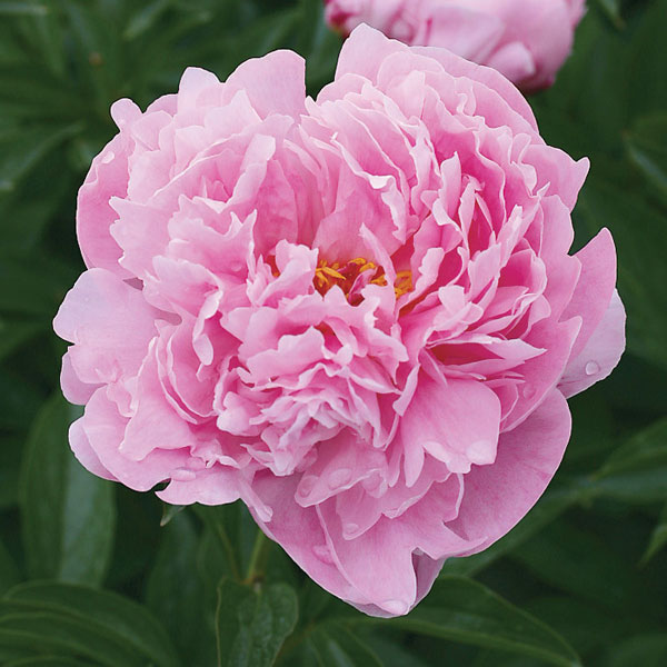 草花の苗/シャクヤク（芍薬）：ミスエックハルト4号ポットのサムネイル