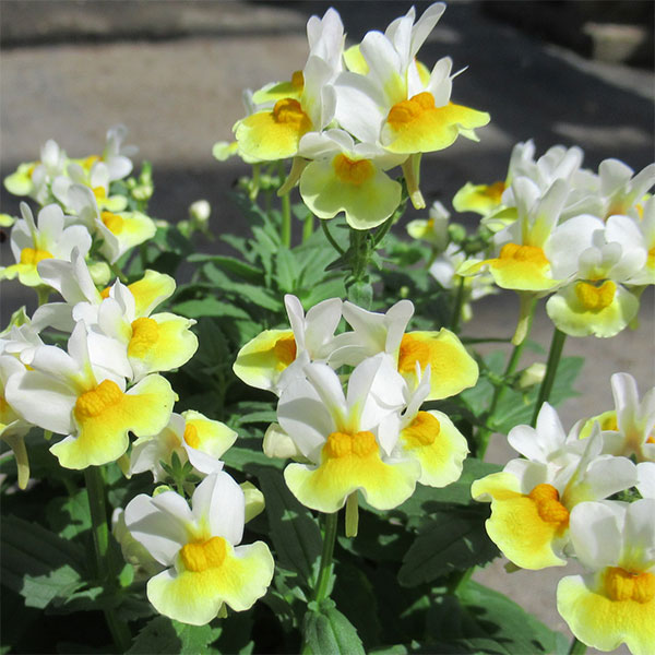 草花の苗/ネメシア：スイート レモンスカッシュ3-3.5号ポット 6株セット