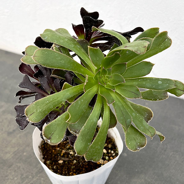 観葉植物/アエオニウム：黒法師3....