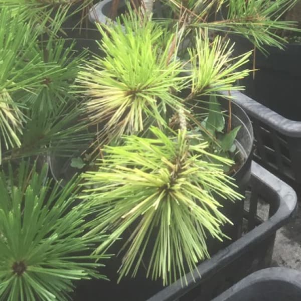 花木 庭木の苗/[送料無料]マツ（松）：フイリアカマツ8号ポット