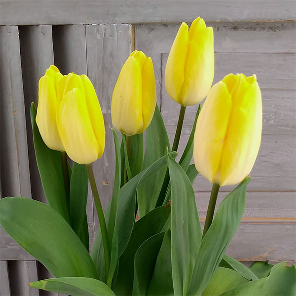 チューリップ：サニープリンス5号鉢植え