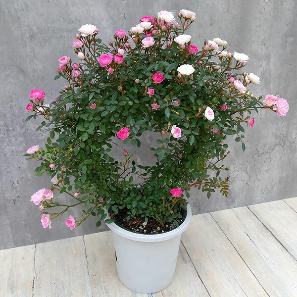 （わけあり特価）ミニつるバラの2色植え リング仕立て5号鉢入り