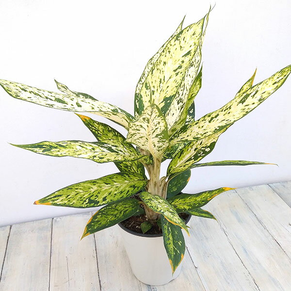 観葉植物/（わけあり特価）ディフェンバキア：スターブライト　5号のサムネイル