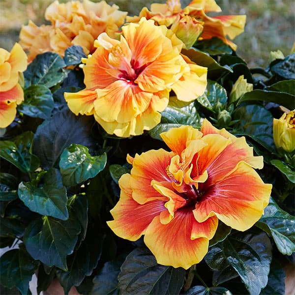ハイビスカス（ニューロングライフ）：アポロダブル 5号鉢植え