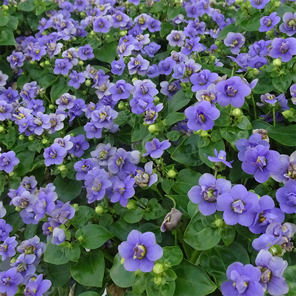 （わけあり特価）エキザカム：セミダブル ブルー4号鉢植えのサムネイル