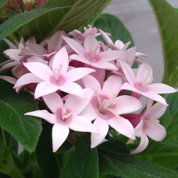 草花の苗/ペンタス：カレイドスコープ アップルブロッサム3.5号ポットのサムネイル