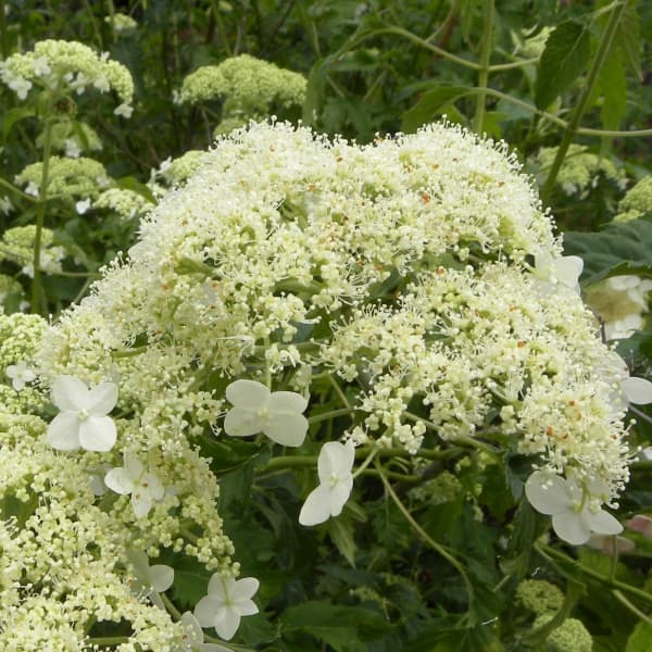 花木 庭木の苗/アジサイ（アメリカ）：エメラルドレース 3-3.5号ポット