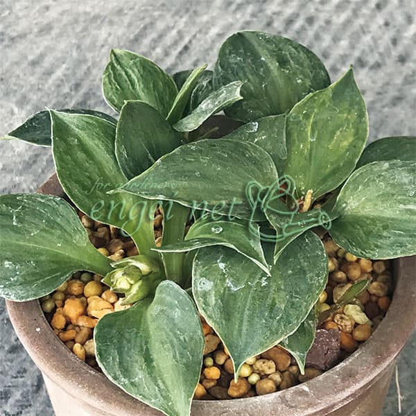 草花の苗/ギボウシ（ホスタ・小型タイプ）：羅紗葉姫トクダマギボウシ2.5-3号ポット