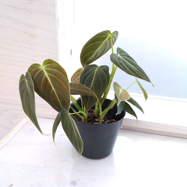 観葉植物/フィロデンドロン：ビロードカズラ　3.5号