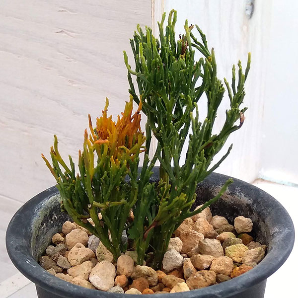 山野草の苗/マツバラン：八重麒麟（ヤエキリン）3.5号鉢植え