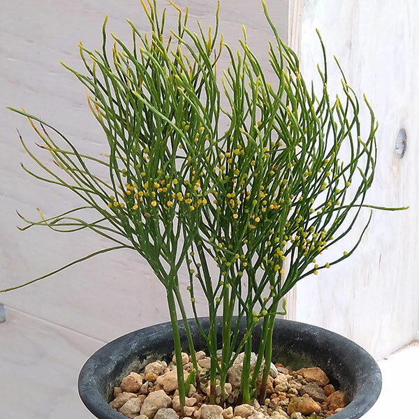 山野草の苗/マツバラン：琴糸柳（キンシヤナギ）3.5号鉢植え